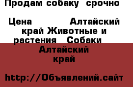 Продам собаку ,срочно › Цена ­ 3 000 - Алтайский край Животные и растения » Собаки   . Алтайский край